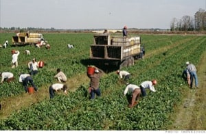 farm worker photo